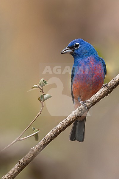 Rose-bellied Bunting (Passerina rositae) in mexico stock-image by Agami/Dubi Shapiro,