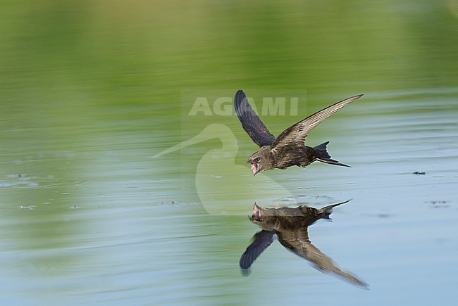 Drinking and foraging adult Common Swift (Apus apus) on a very hot weather summer day, skimming water surface by flying fast and very low with its bill wide open. Surface of the water is very smooth and calm and creating a reflection and mirror image of the bird. Bill wide open and pink throat visible stock-image by Agami/Ran Schols,