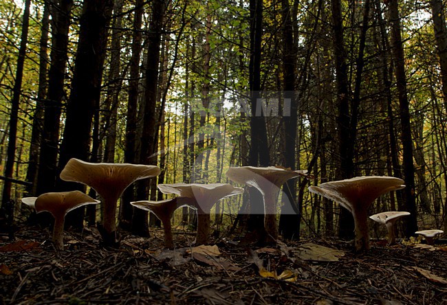  stock-image by Agami/Rob de Jong,
