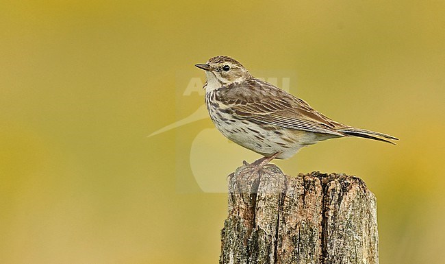 Anthus pratensis, Meadow Pipit stock-image by Agami/Eduard Sangster,