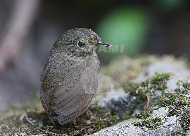 Nepal Cupwing (Pnoepyga immaculata) at Dhangatti, Uttarakhand, in India. Also known as Nepal wren-babbler or immaculate cupwing. Looking over its shoulder. stock-image by Agami/James Eaton,