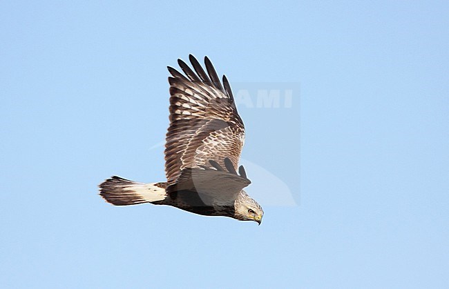  stock-image by Agami/Karel Mauer,