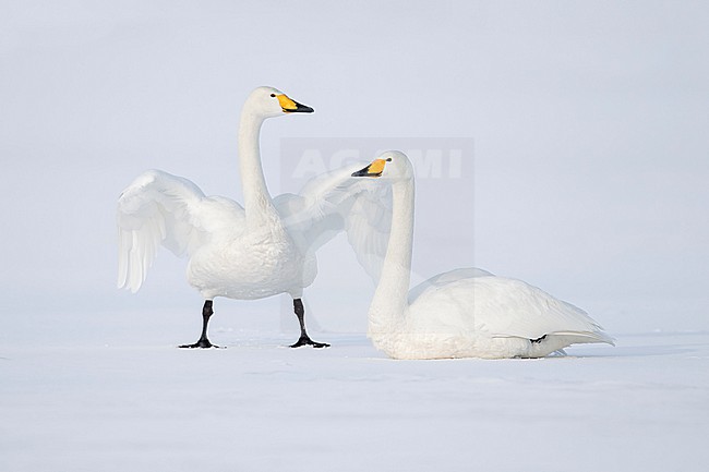 Whooper Swan (Cygnus cygnus) in winter surronding. stock-image by Agami/Marcel Burkhardt,