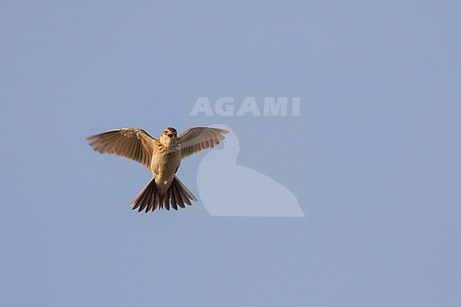 Adult Eastern Eurasian skylark (Alauda arvensis kiborti) in Russia (Baikal) stock-image by Agami/Ralph Martin,