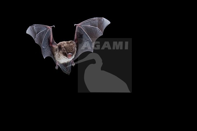 Watervleermuis in de vlucht; Daubenton\'s Bat in flight stock-image by Agami/Theo Douma,