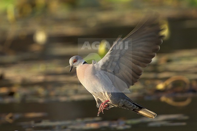 Mourning Collared-Dove (Streptopelia decipiens) stock-image by Agami/Kari Eischer,