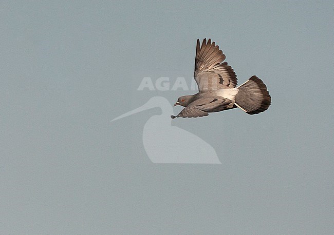 Wild Rock Pigeon (Columba livia) at drinking pool near Belchite in central Spain. Flying past, showing upper parts and rump. stock-image by Agami/Marc Guyt,