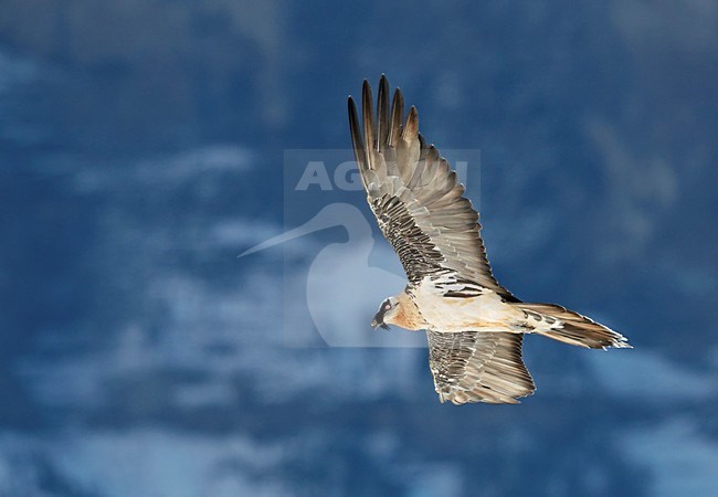 Volwassen Lammergier in de vlucht; Adult Bearded Vulture in flight stock-image by Agami/Markus Varesvuo,