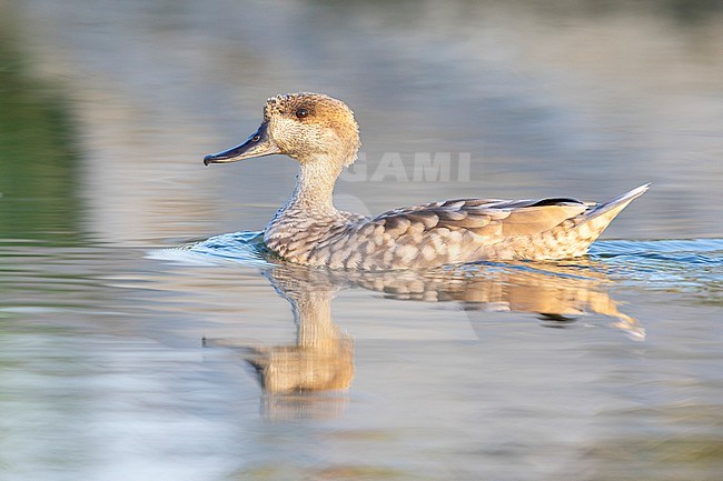 Marbled Teal (Marmaronetta angustirostris), side view of an adult swimming in the water, Campania, Italy stock-image by Agami/Saverio Gatto,
