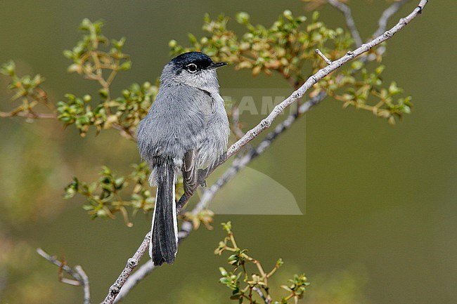 Adult male breeding
Pima Co., AZ
April 2006 stock-image by Agami/Brian E Small,