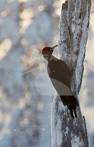  stock-image by Agami/Markus Varesvuo,