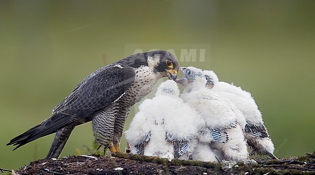 Adult Peregrine Falcon (Falco peregrine) with its check on their nest during summer at Vaala in Finland. stock-image by Agami/Markus Varesvuo,