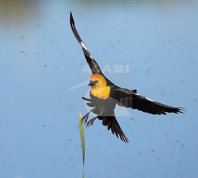 Yellow-headed Blackbird (Xanthocephalus xanthocephalus) adult with wings spread stock-image by Agami/Ian Davies,