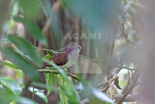 Violaceous Quail-Dove (Geotrygon violacea) in Panama. stock-image by Agami/Pete Morris,