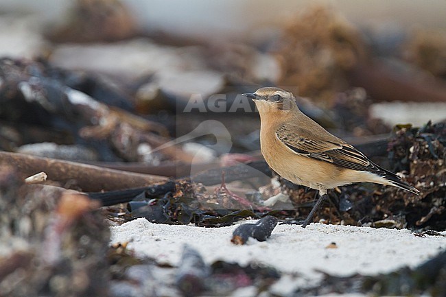 Northern Wheatear - Steinschmätzer - Oenanthe oenanthe, Germany stock-image by Agami/Ralph Martin,