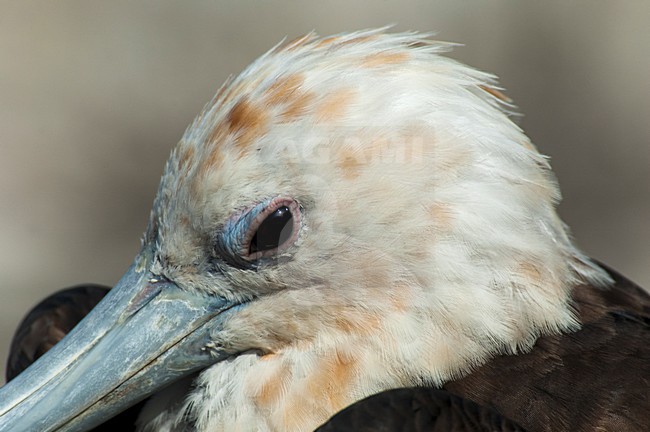 Juveniele Grote Fregatvogel, Great Frigatebird juvenile stock-image by Agami/Roy de Haas,