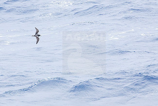 Collared Petrel (Pterodroma brevipes) flying over the Pacific Ocean near New Caledonia. stock-image by Agami/Marc Guyt,