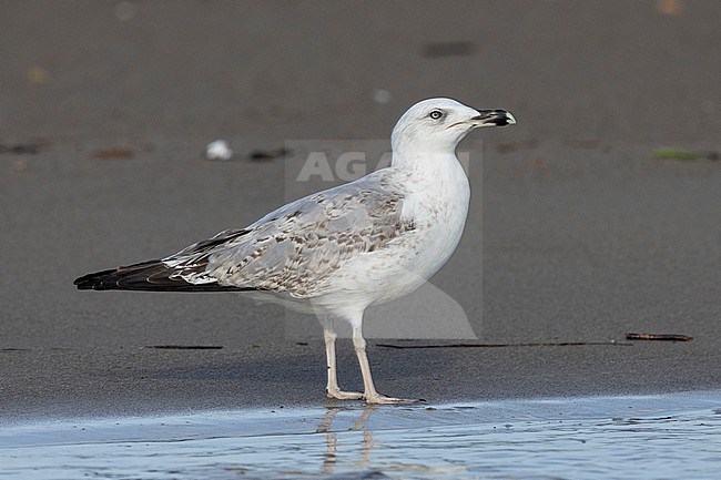 Yellow-legged Gull (Larus michahellis), side view of a second winter individual standing on the shore, Campania, Italy stock-image by Agami/Saverio Gatto,
