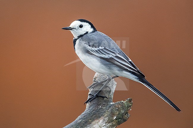 White Wagtail (Motacilla alba) perched on a branch in Italy. stock-image by Agami/Daniele Occhiato,