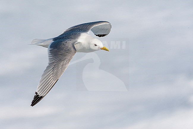 Adult Black-legged Kittiwake (Rissa tridactyla) on Svalbard in arctic Norway. In flight above drift ice. stock-image by Agami/Marc Guyt,