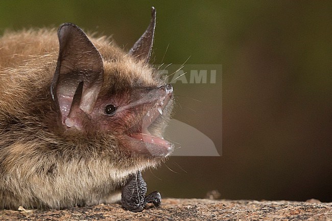 Geoffroy's bat, Myotis emarginatus stock-image by Agami/Theo Douma,