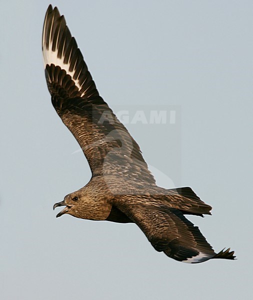 Grote Jager in de vlucht; Great Skua in flight stock-image by Agami/Menno van Duijn,