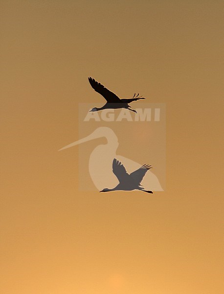 Jufferkraanvogels in vlucht; Demoiselle Cranes (Anthropoides virgo) in flight stock-image by Agami/James Eaton,
