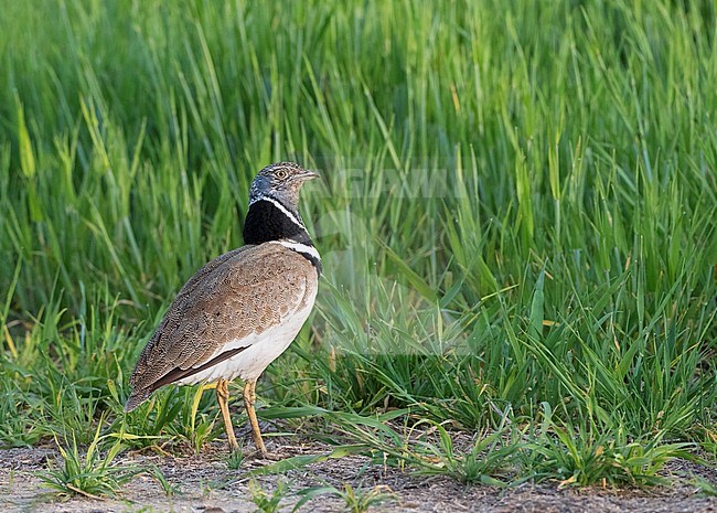 Male Little Bustard (Tetrax tetrax) at a lek in Catalonia, Spain. Looking over it’s shoulder. stock-image by Agami/Marc Guyt,