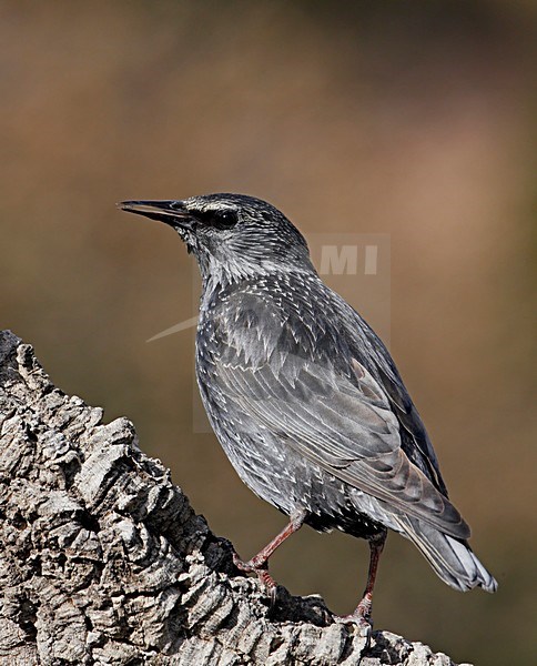 Zwarte Spreeuw; Spotless Starling stock-image by Agami/Markus Varesvuo,