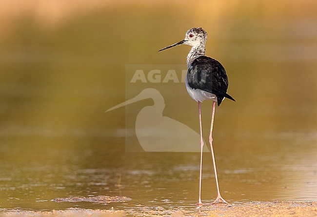 Black-winged Stilt on land and therefore shows its extremely long legs stock-image by Agami/Onno Wildschut,