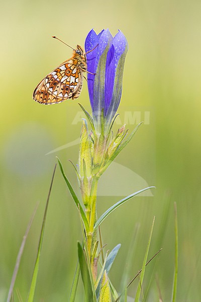 Zilveren maan; Small Pearl-bordered Fritillary stock-image by Agami/Wil Leurs,