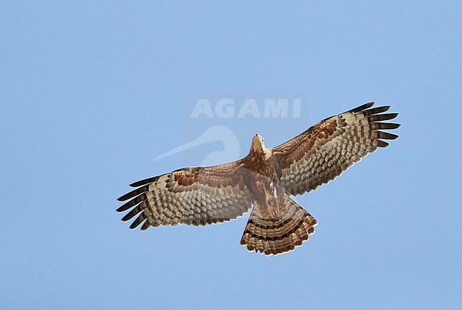 Immature Crested Honey Buzzard (Pernis ptilorhynchus) in flight over Oman. stock-image by Agami/Tomi Muukkonen,