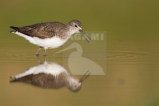 Green Sandpiper - Waldwasserläufer - Tringa ochrupos, Germany, adult, worn breeding plumage stock-image by Agami/Ralph Martin,