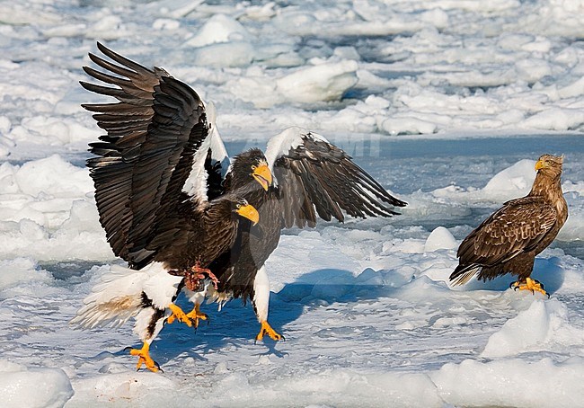 Stellers Sea-eagle (Haliaeetus pelagicus) off Rausu, Japan stock-image by Agami/Marc Guyt,