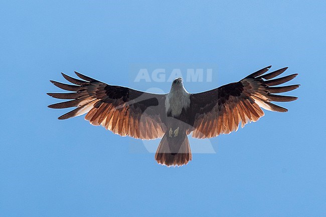 A Brahminy kite, Haliastur indus, in flight, the symbol of Langkawi. Kilim Geoforest Park, Langkawi Island, Malaysia stock-image by Agami/Sergio Pitamitz,