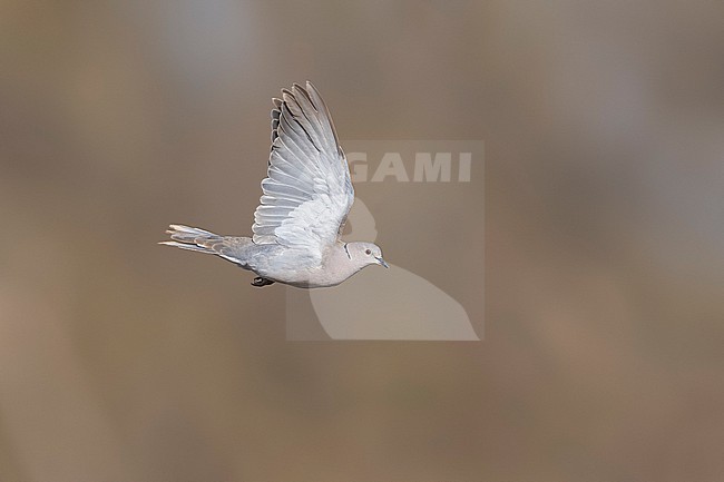 Flying African Collared-Dove (Streptopelia roseogrisea roseogrisea) over sewage pond of Mindelo, Sao Vicente, Cape Verde. stock-image by Agami/Vincent Legrand,
