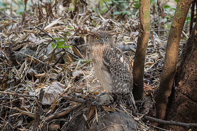 Brown Fish Owl (Ketupa zeylonensis orientalis) in Vietnam. stock-image by Agami/Pete Morris,