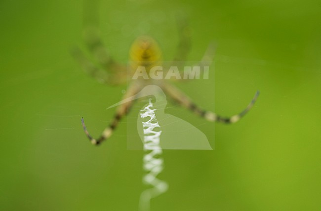 Wespspin op web, Wasp spider in web stock-image by Agami/Rob de Jong,