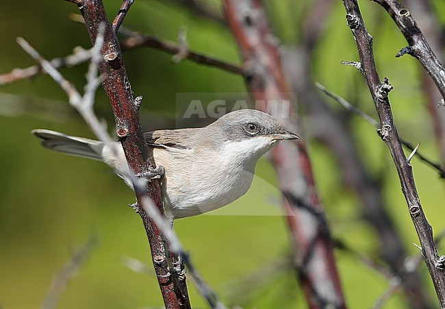 Siberian Lesser Whitethroat (Sylvia curruca blythi) during autumn migration at Ongi valley in Mongolia. stock-image by Agami/Aurélien Audevard,