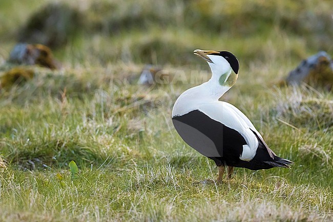 Adult male Common Eider (Somateria mollissima borealis) standing on the tundra during spring season on Iceland. stock-image by Agami/Daniele Occhiato,