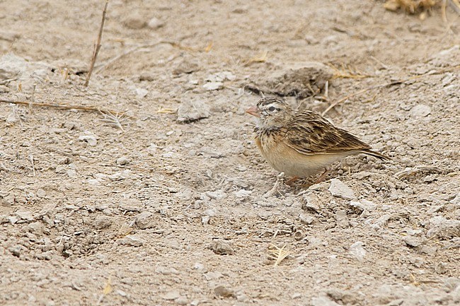 A Pink-billed lark is seen sitting on a dry patch of ground in Etosha, Namibia. stock-image by Agami/Jacob Garvelink,