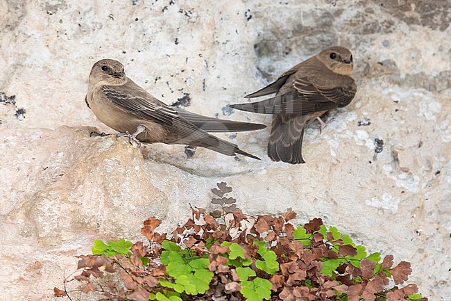 Crag Martin (Ptyonoprogne rupestris), 2cy individual perched on a rock together with a juvenile, Campania, Italy stock-image by Agami/Saverio Gatto,