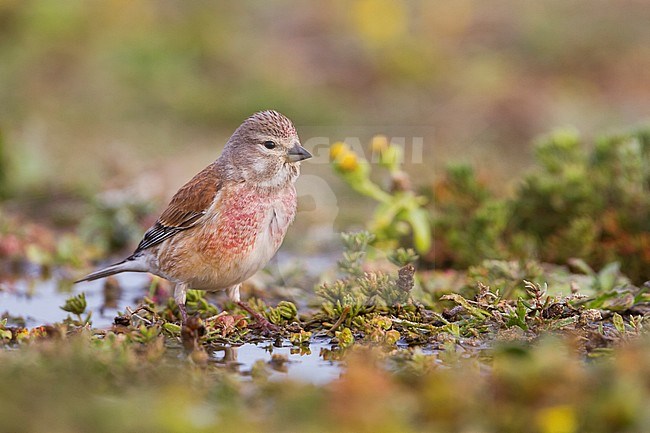 Linnet - Bluthänfling - Carduelis cannabina ssp. mediterranea, Morocco, adult male stock-image by Agami/Ralph Martin,