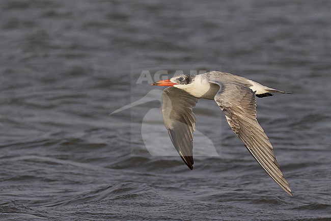Caspian Tern (Hydroprogne caspia) in adult winter plumage in flight. stock-image by Agami/David Monticelli,