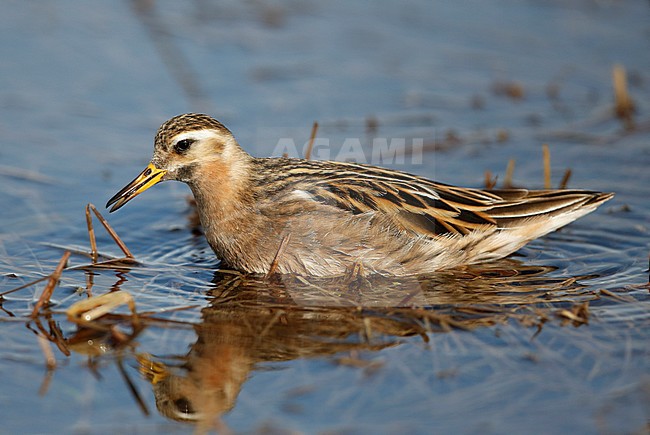 Male Grey Phalarope (Phalaropus fulicarius) in summer plumage in breeding habitat in arctic Alaska, USA. stock-image by Agami/Chris van Rijswijk,