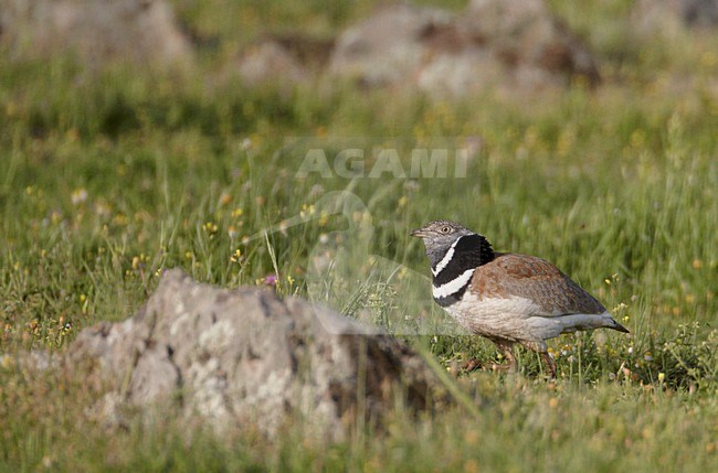 Baltsend mannetje Kleine Trap; Male Little Bustard displaying stock-image by Agami/Markus Varesvuo,