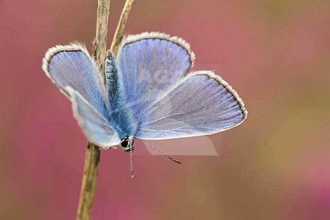 Icarusblauwtje in roze achtergrond, Common Blue with pink background stock-image by Agami/Rob de Jong,