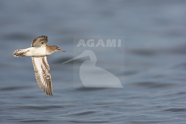 Common Sandpiper, Oeverloper, Actitis hypoleucos stock-image by Agami/Arie Ouwerkerk,