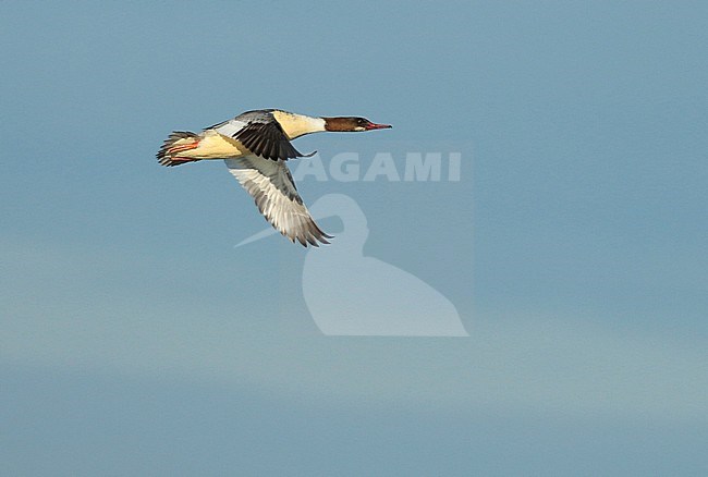Goosander (Mergus merganser), first-winter male in flight, seen from the side, showing under wing. stock-image by Agami/Fred Visscher,