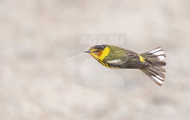 Male Cape May Warbler (Setophaga tigrina) in flight during migration stock-image by Agami/Ian Davies,